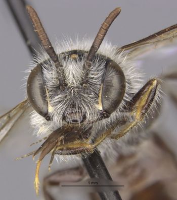 Media type: image;   Entomology 17219 Aspect: head frontal view